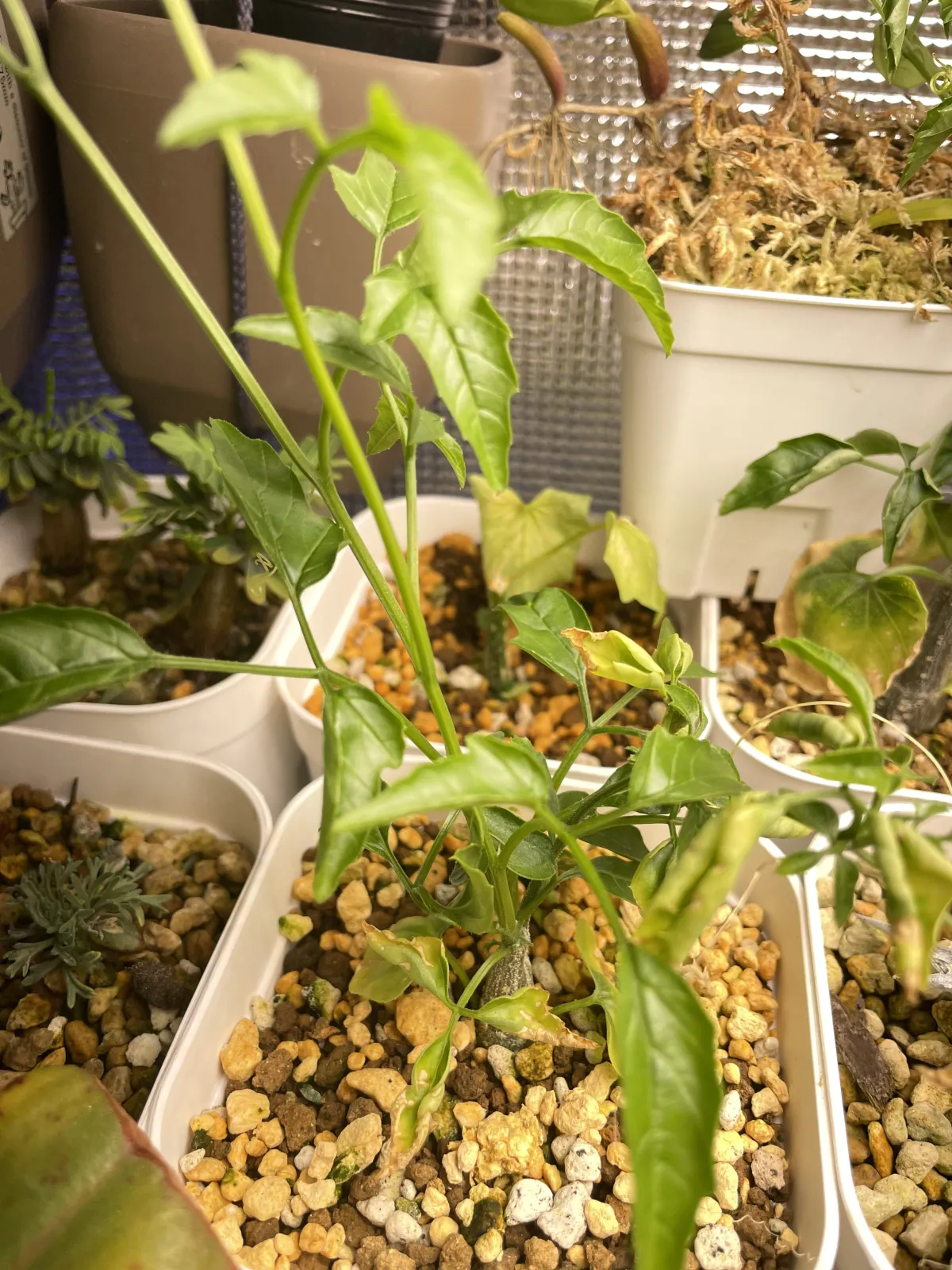 Momordica rostrata (モモルディカ ロストラータ)