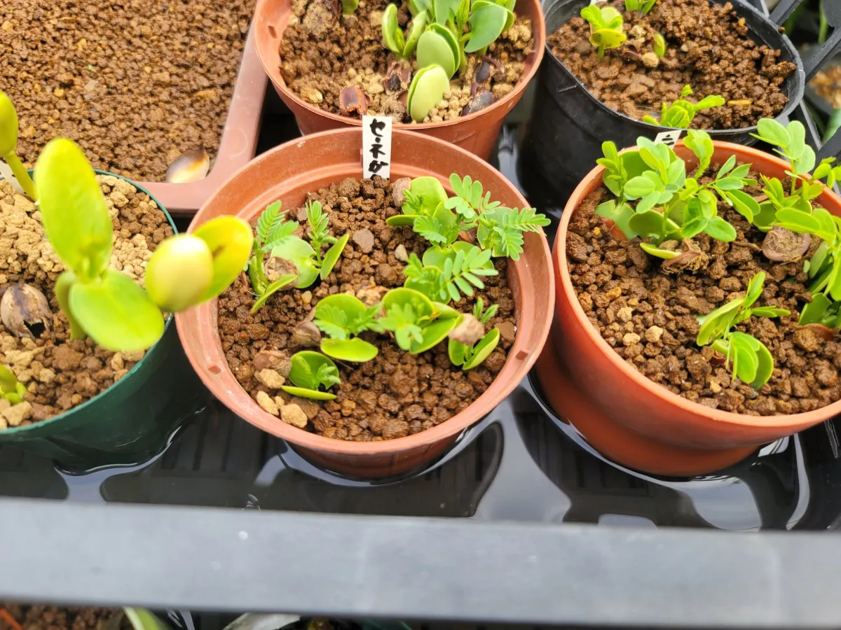 Acacia senegal (アカシア セネガル)