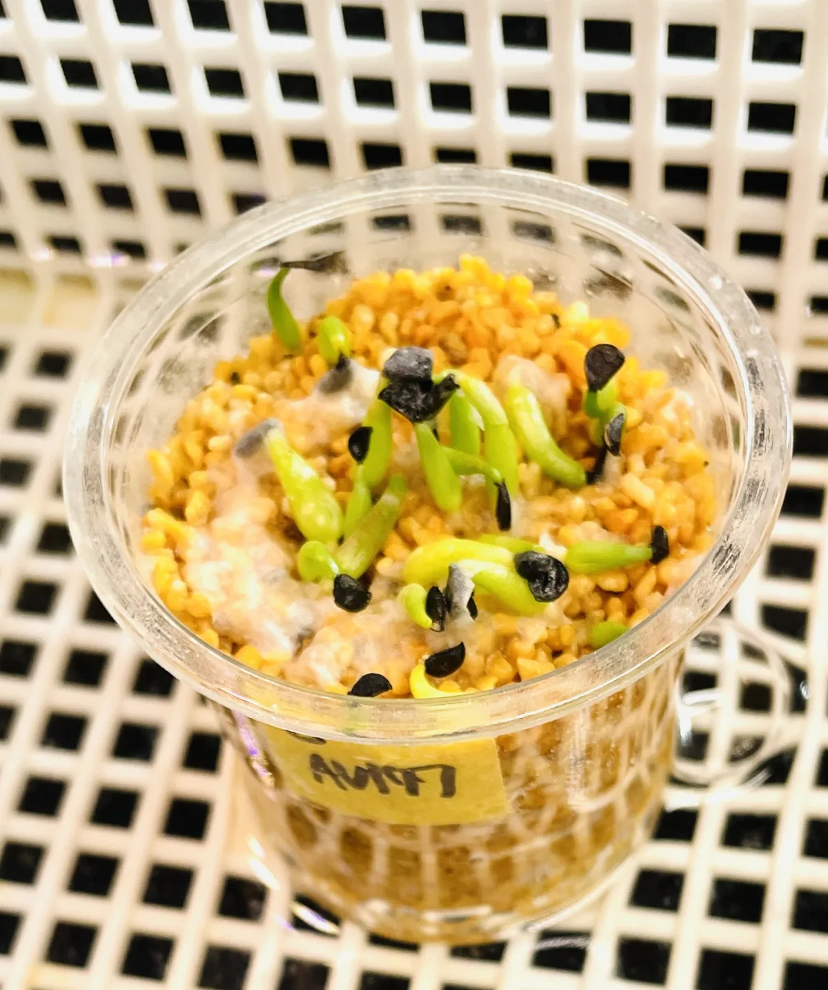 Agave victoriae-reginae ssp. swobodae swobodae (アガベ ビクトリアレジーナ スワボダエ)