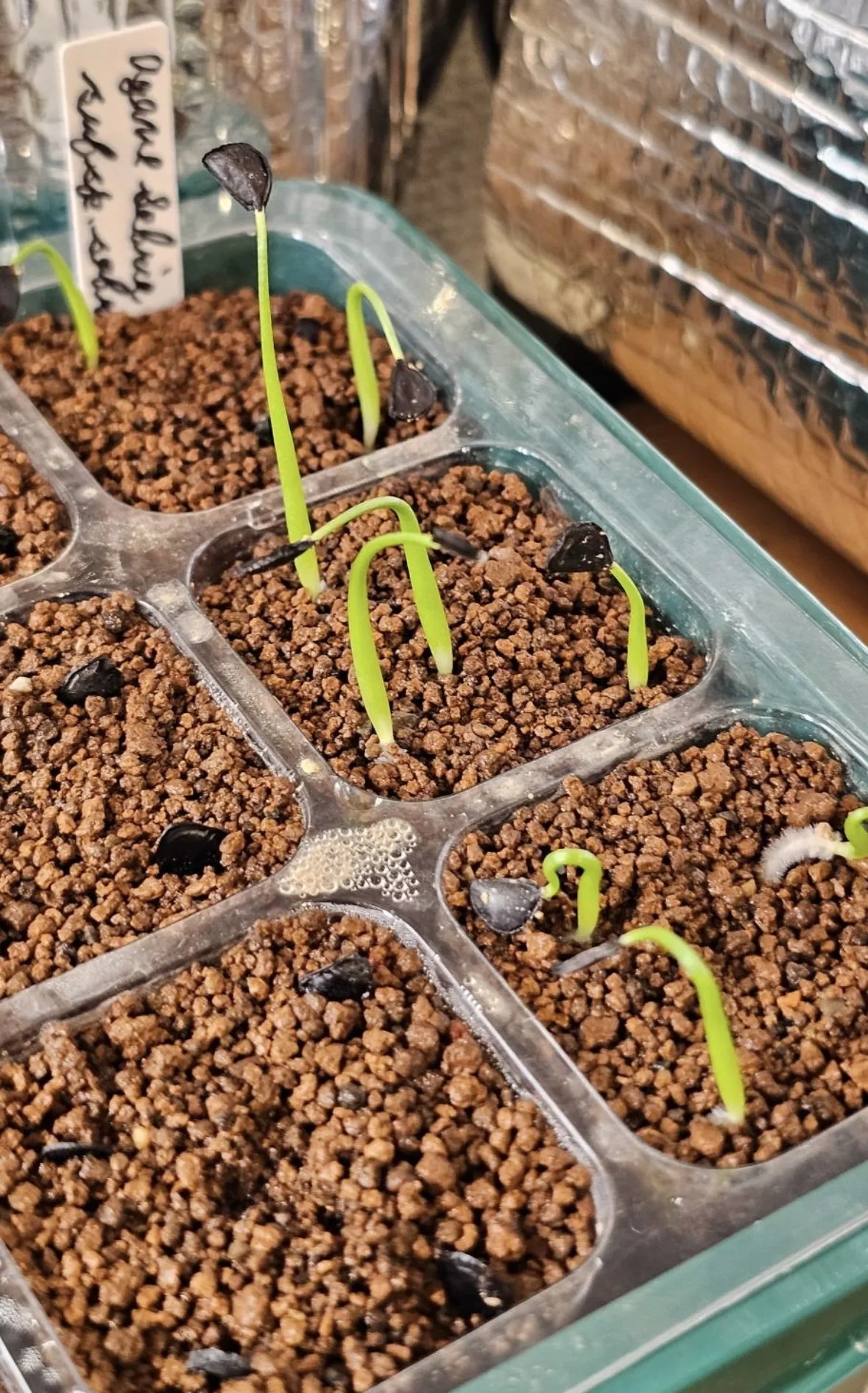 Agave sobria subsp. sobria (アガベ ソブリア)