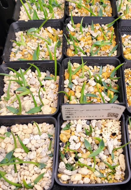 Agave utahensis var. eborispina 'Vegas' (アガベ エボリスピナ ヴェガス)