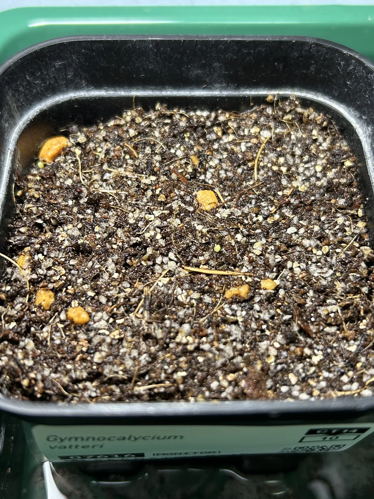 Gymnocalycium vatteri paucispinum Single Spine (ギムノカリキウム バッテリー)