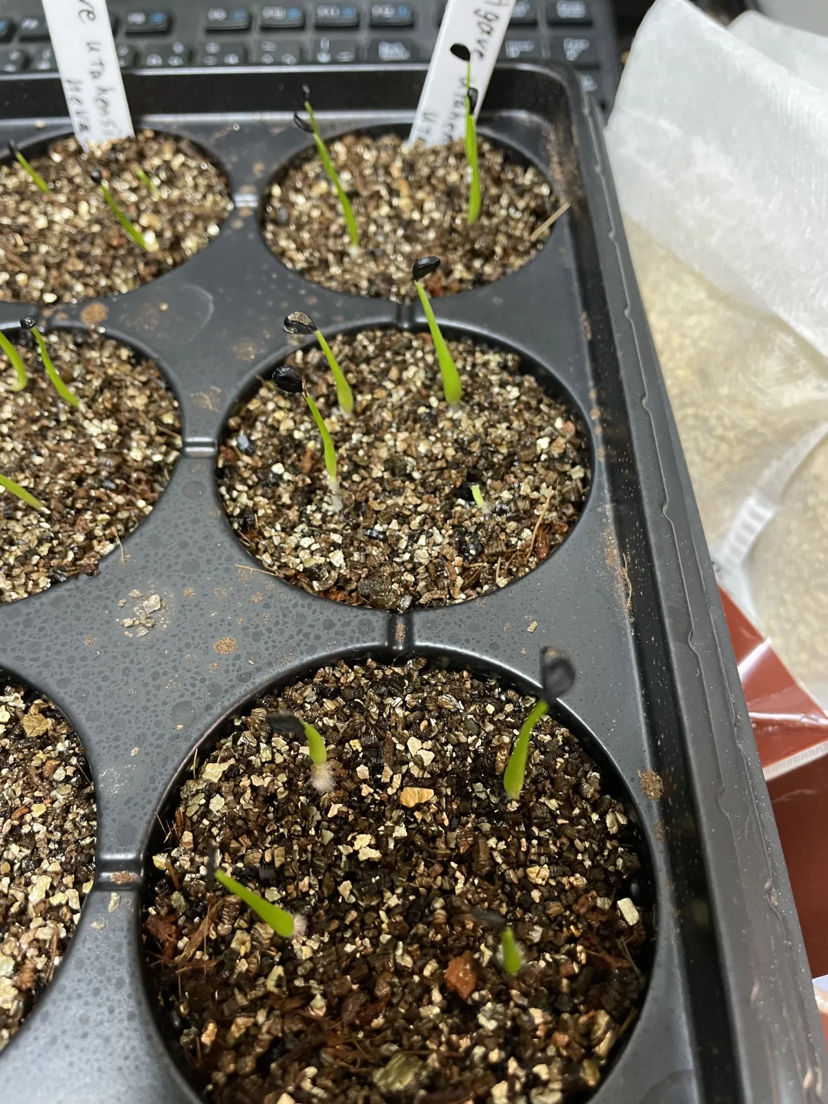 Agave utahensis ssp. utahensis (アガベ ユタエンシス)