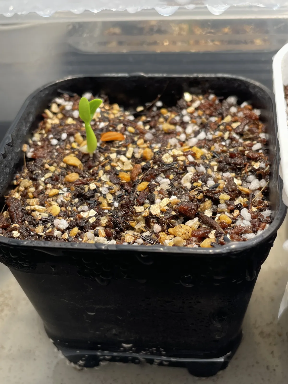 Pachypodium rosulatum var. gracilius (パキポディウム グラキリス)