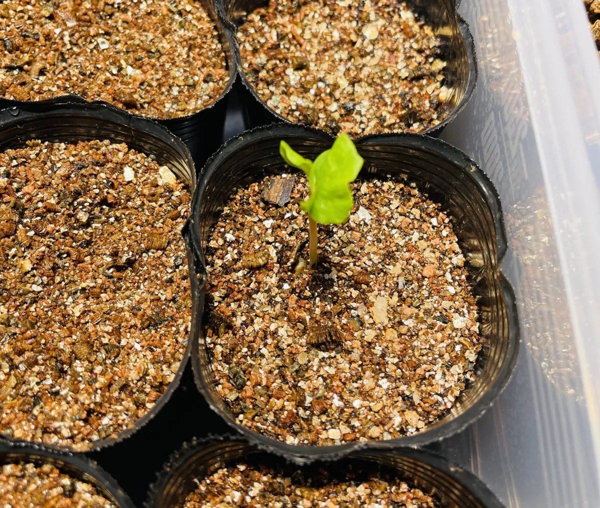 Commiphora pseudopaolii (コミフォラ スードウパオリー)