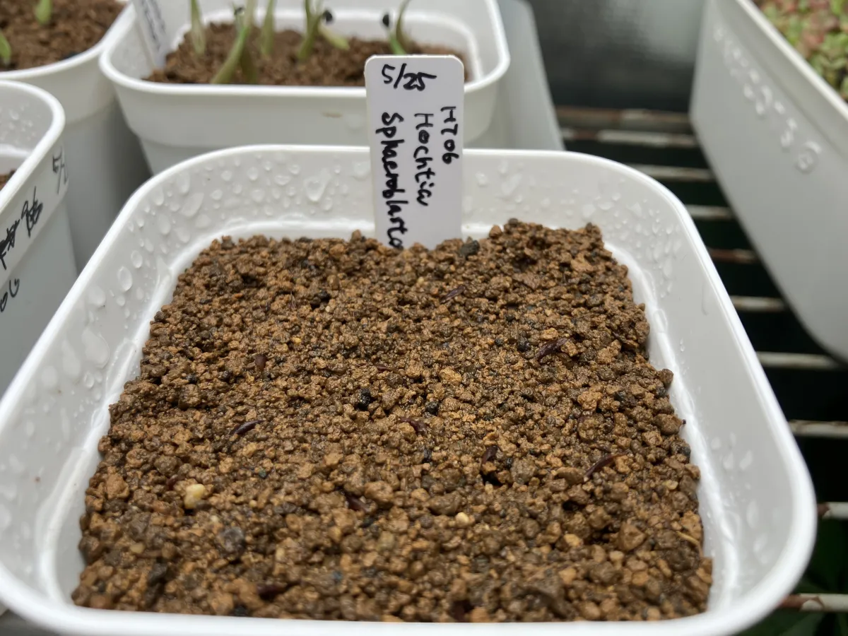 Hechtia sphaeroblasta (ヘクチア スファエロブラスタ)