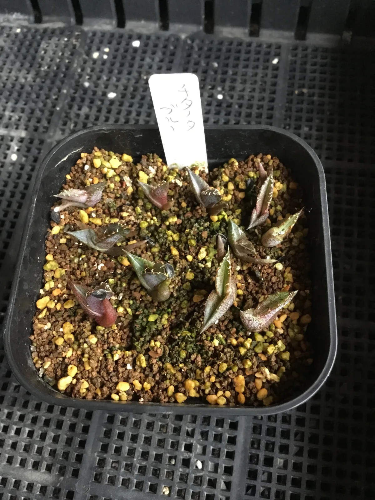 Agave titanota 'Blue' (アガベ チタノタブルー)