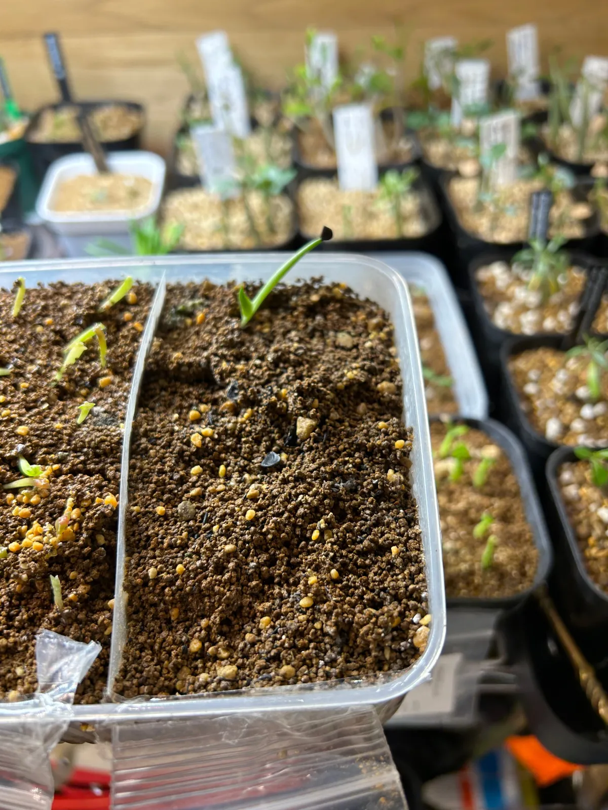 Agave univittata (アガベ ユニビタータ)