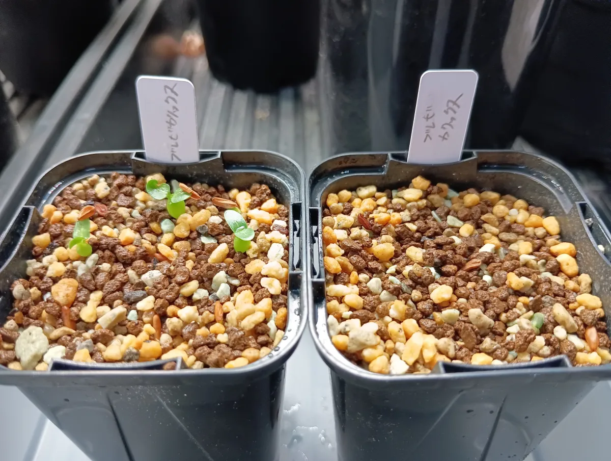 Pachypodium densiflorum var. brevicalyx (パキポディウム ブレビカリックス)