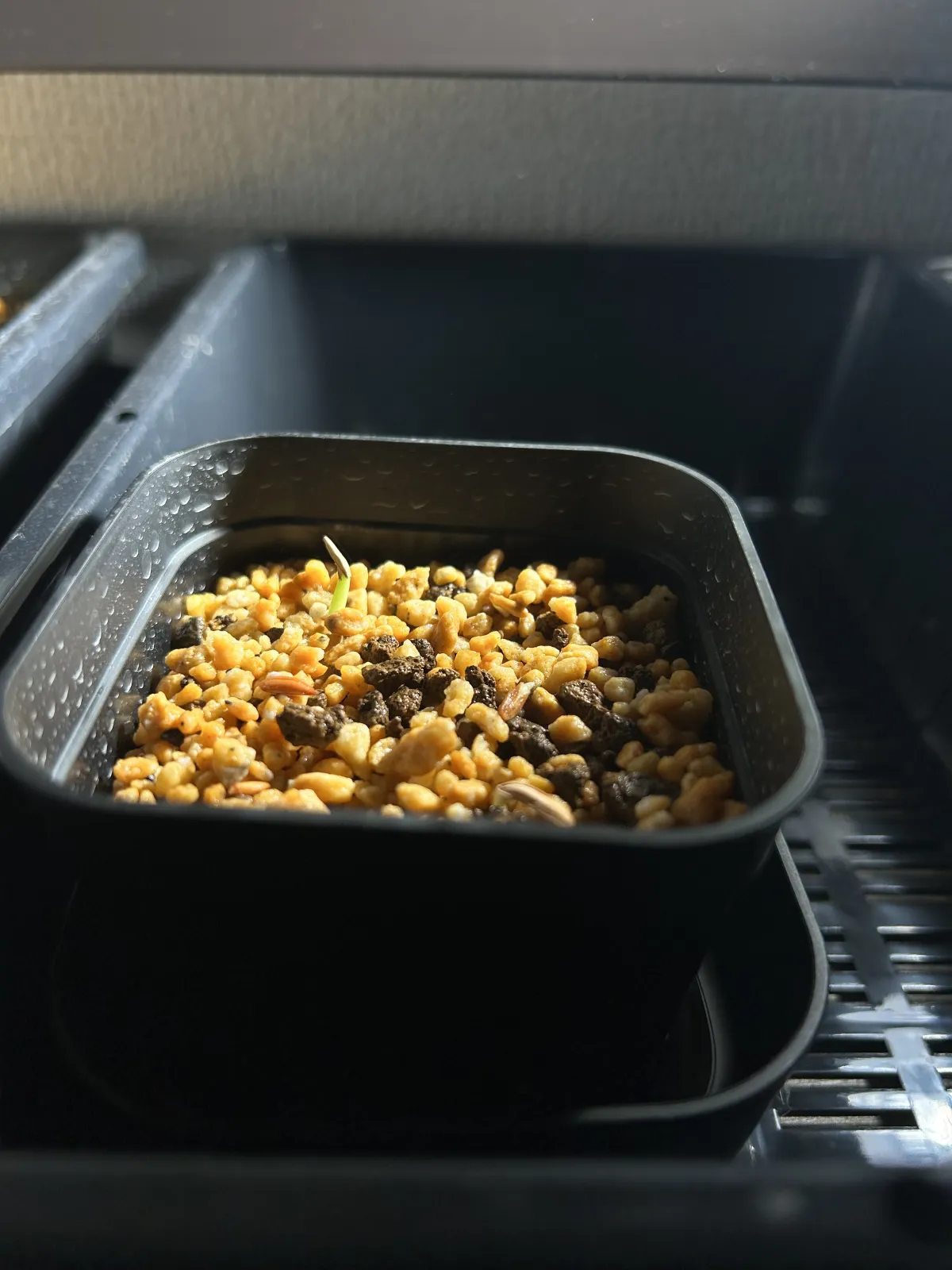 Pachypodium rosulatum var. gracilius (パキポディウム グラキリス)