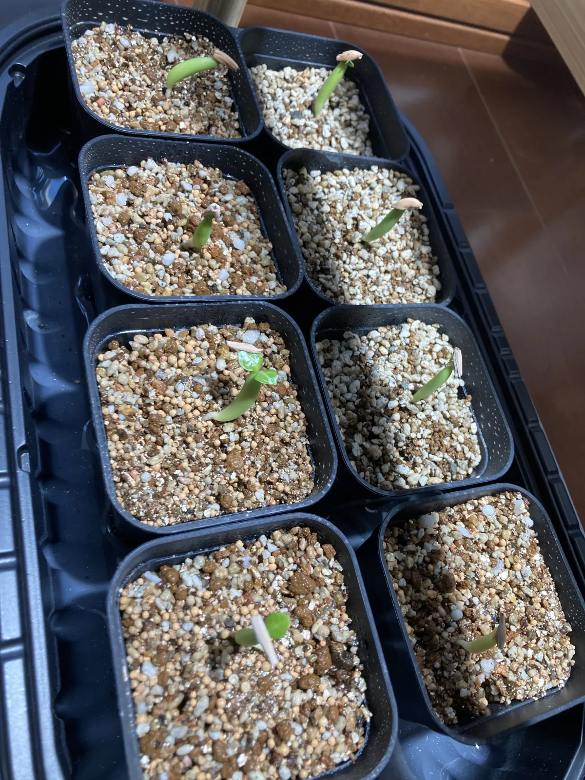 Adenium arabicum (アデニウム アラビカム)