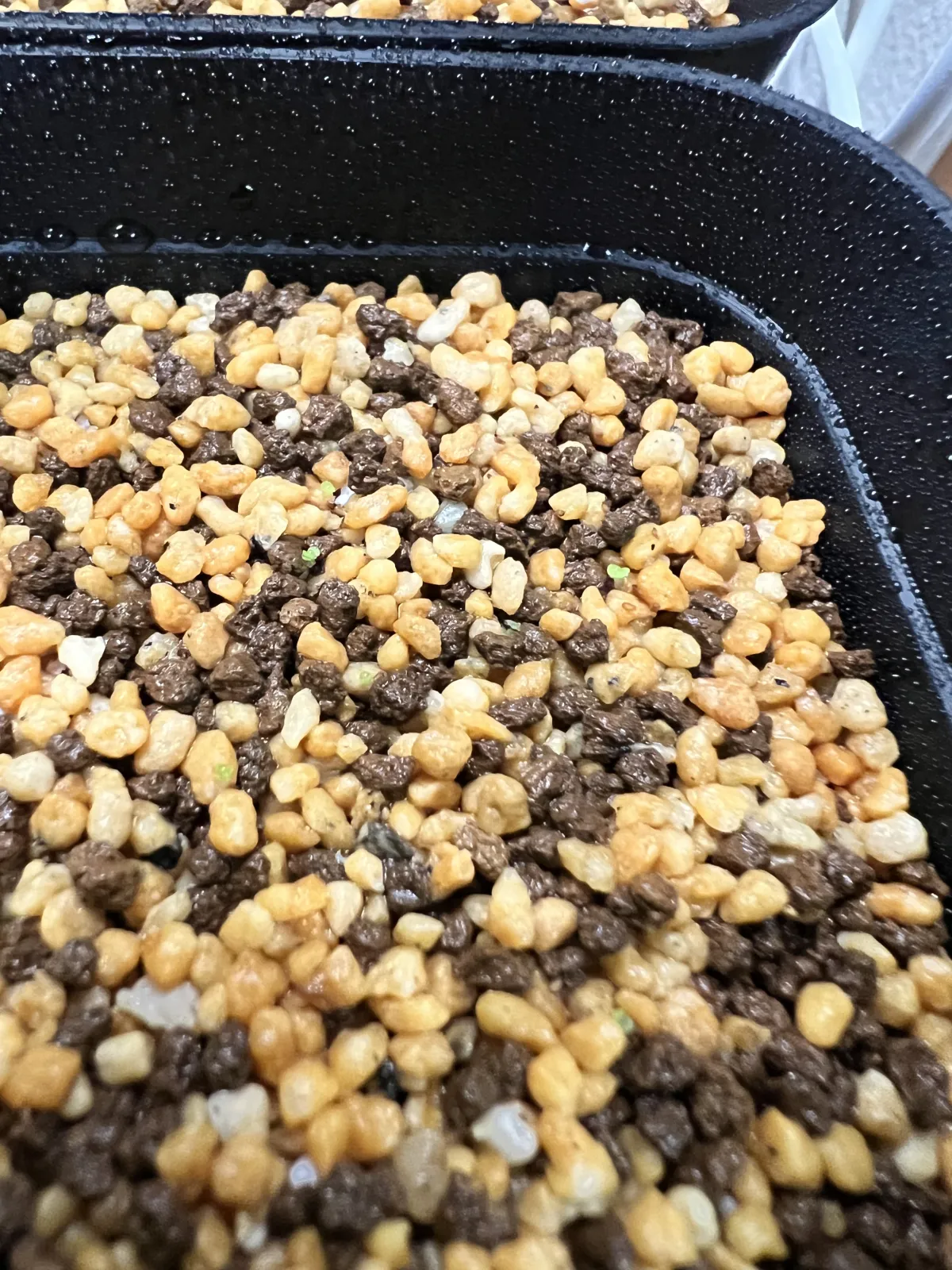 Tylecodon wallichii (ティレコドン ワリチー)