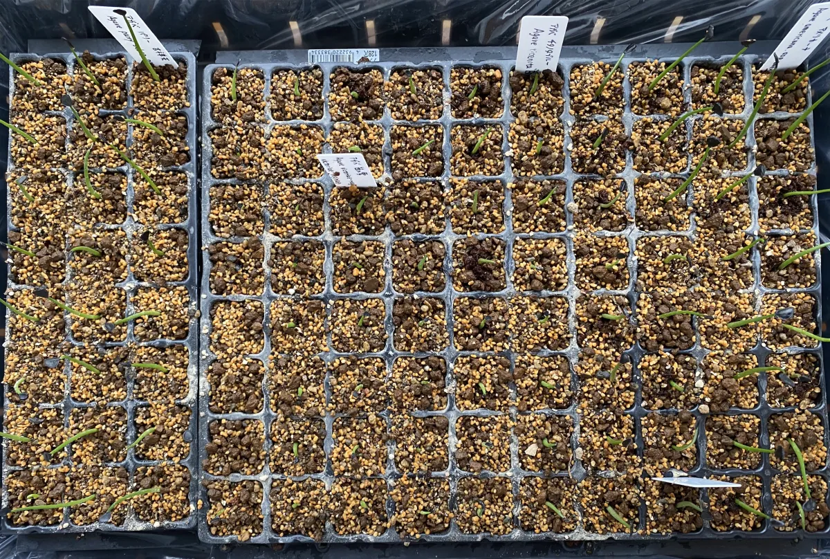 Agave isthmensis (アガベ イシスメンシス)