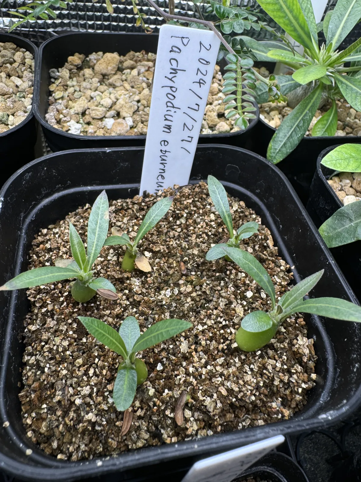 Pachypodium rosulatum var. eburneum (パキポディウム エブレネウム)