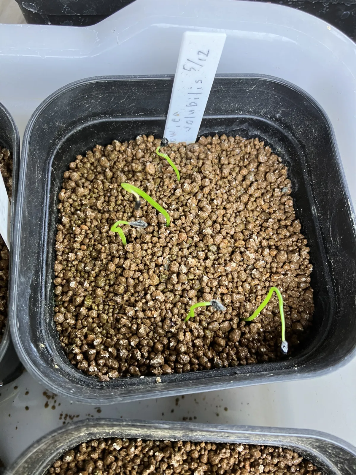 Bowiea volubilis (ボウィエア ボルビリス 蒼角殿)