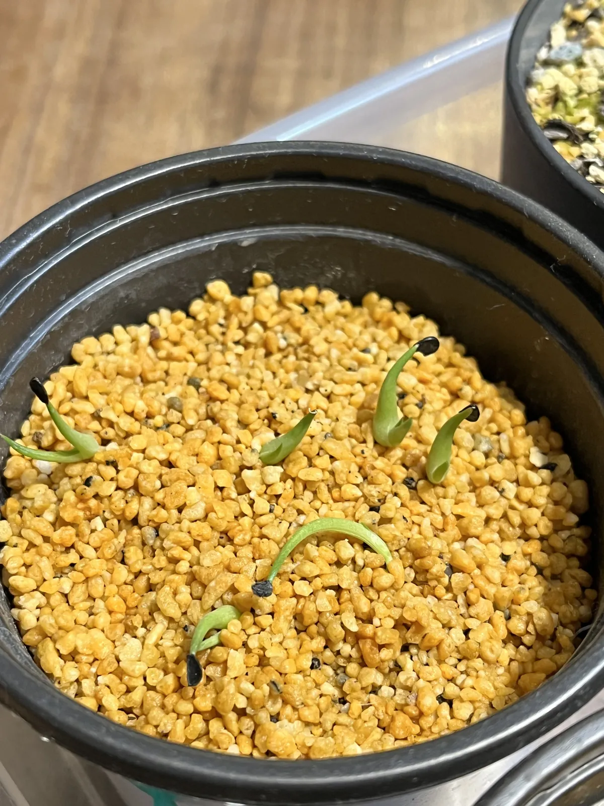 Agave striata subsp. striata (アガベ ストリアータ)