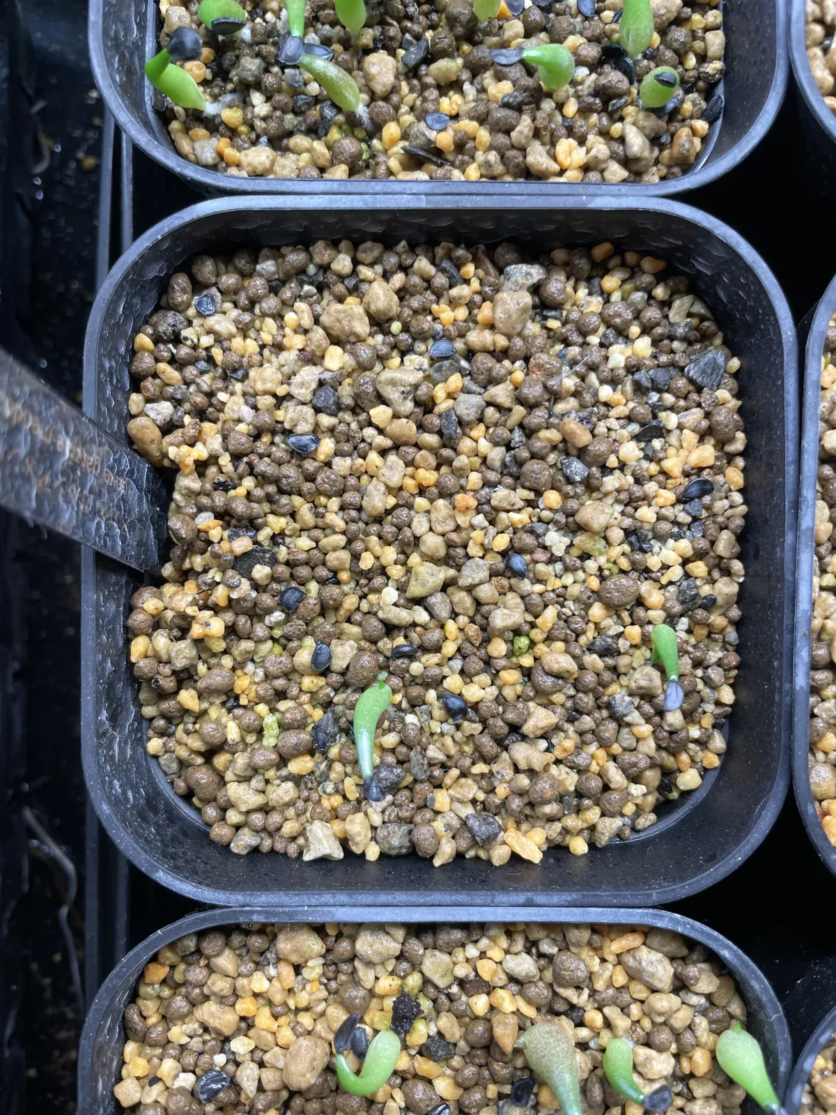 Agave garciae-mendozae (アガベ ガルシアメンドーサ)