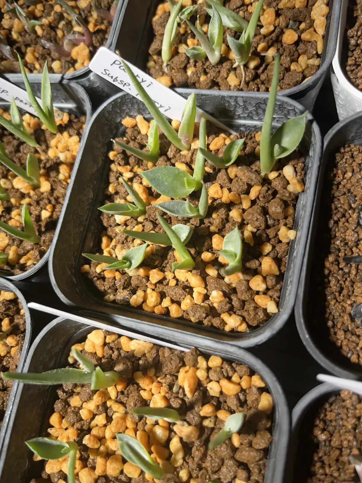 Agave parryi subsp. parryi (アガベ パリー)