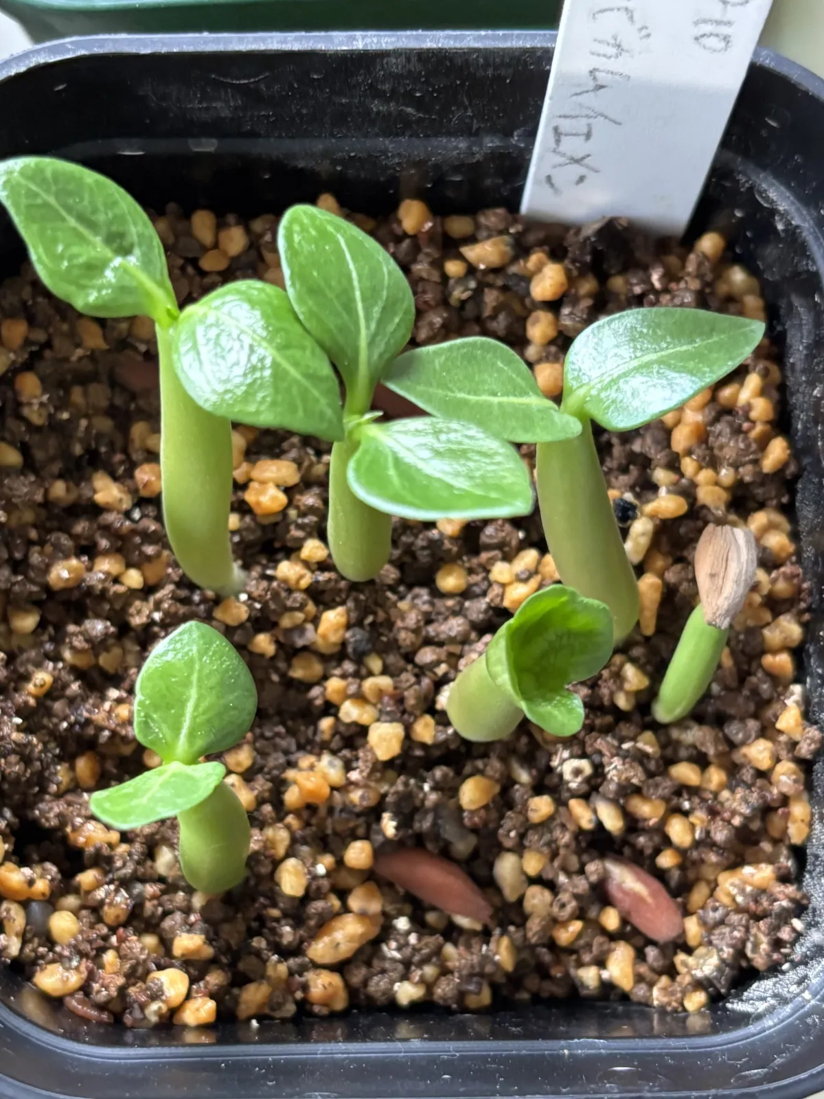 Adenium arabicum (アデニウム アラビカム イエメン)