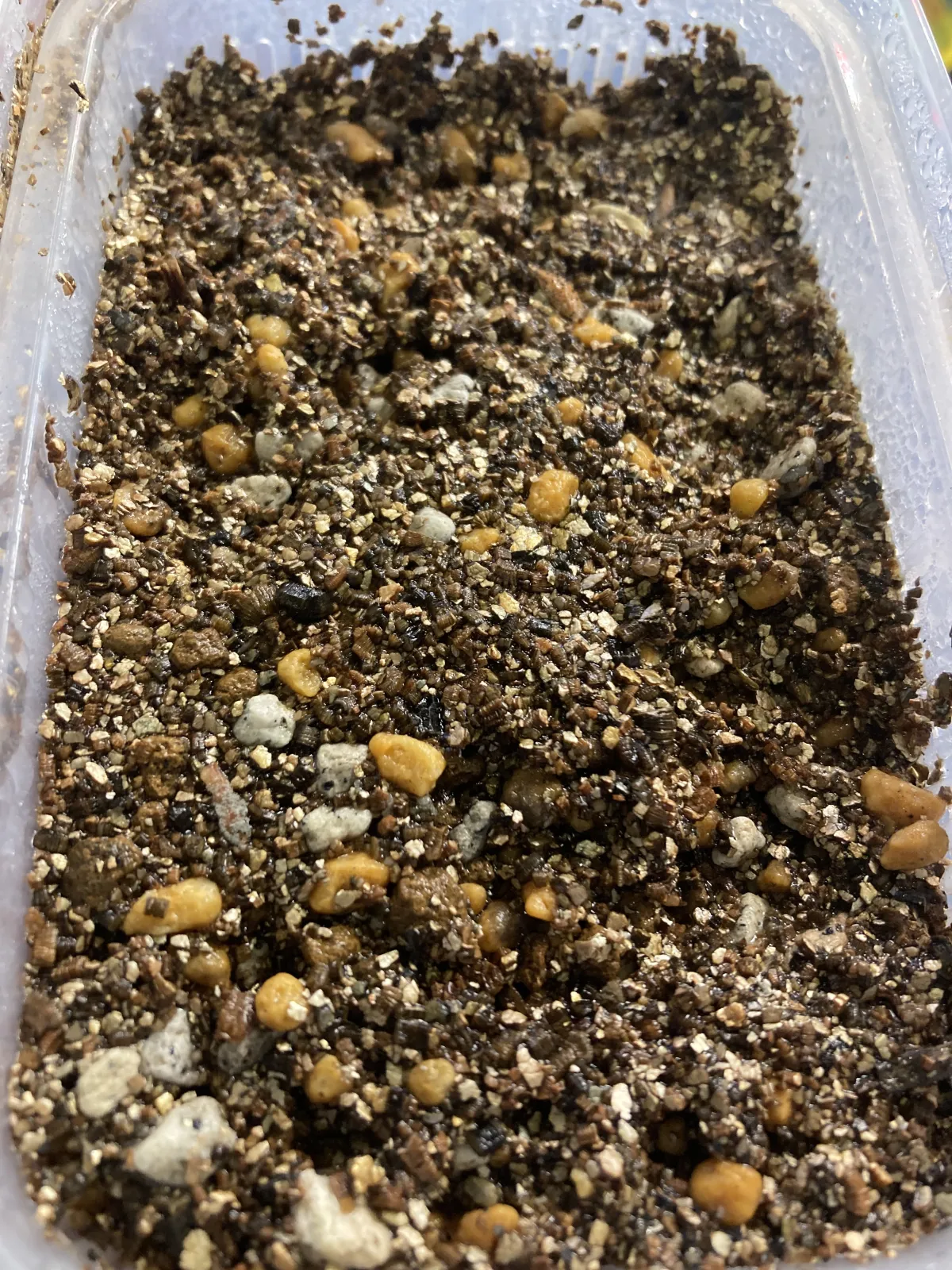 [無料種子] 発芽難 パキポディウム グラキリス　 Pachypodium rosulatum var. gracilius