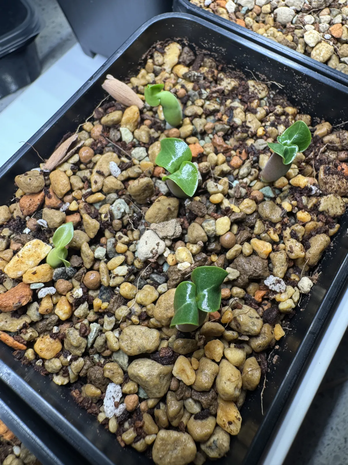 Adenium obesum Black Branches (アデニウムブラックブランチ DHA ブラックブランチ)