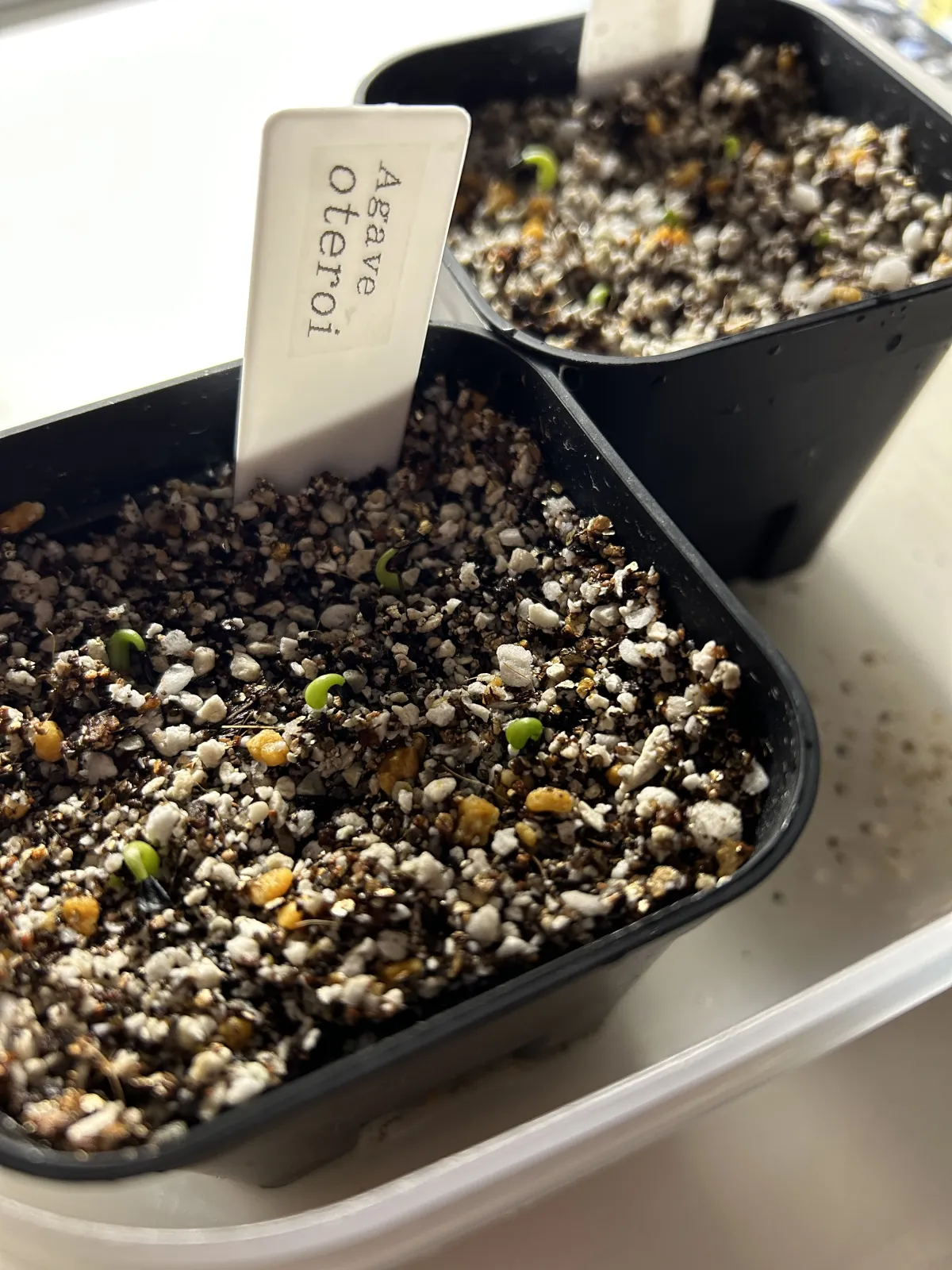 Agave oteroi (アガベ オテロイ)