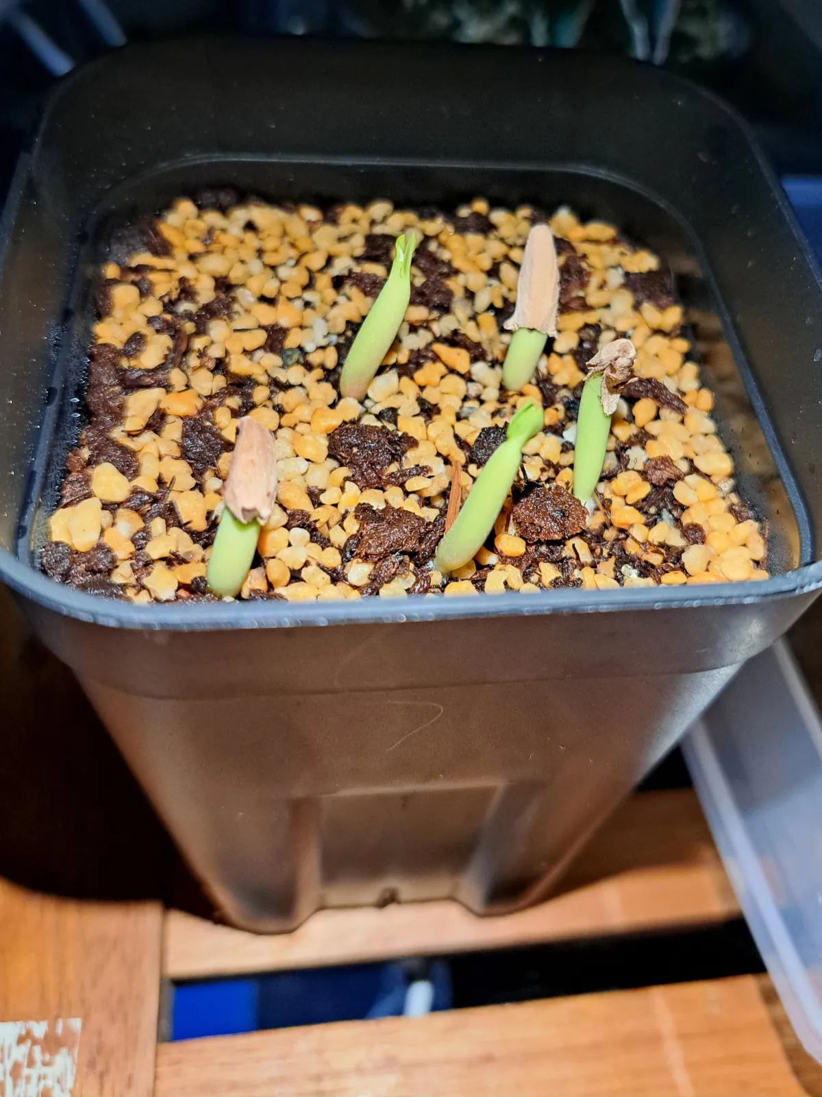 Adenium obesum (アデニウム タイ ソコトラナム)