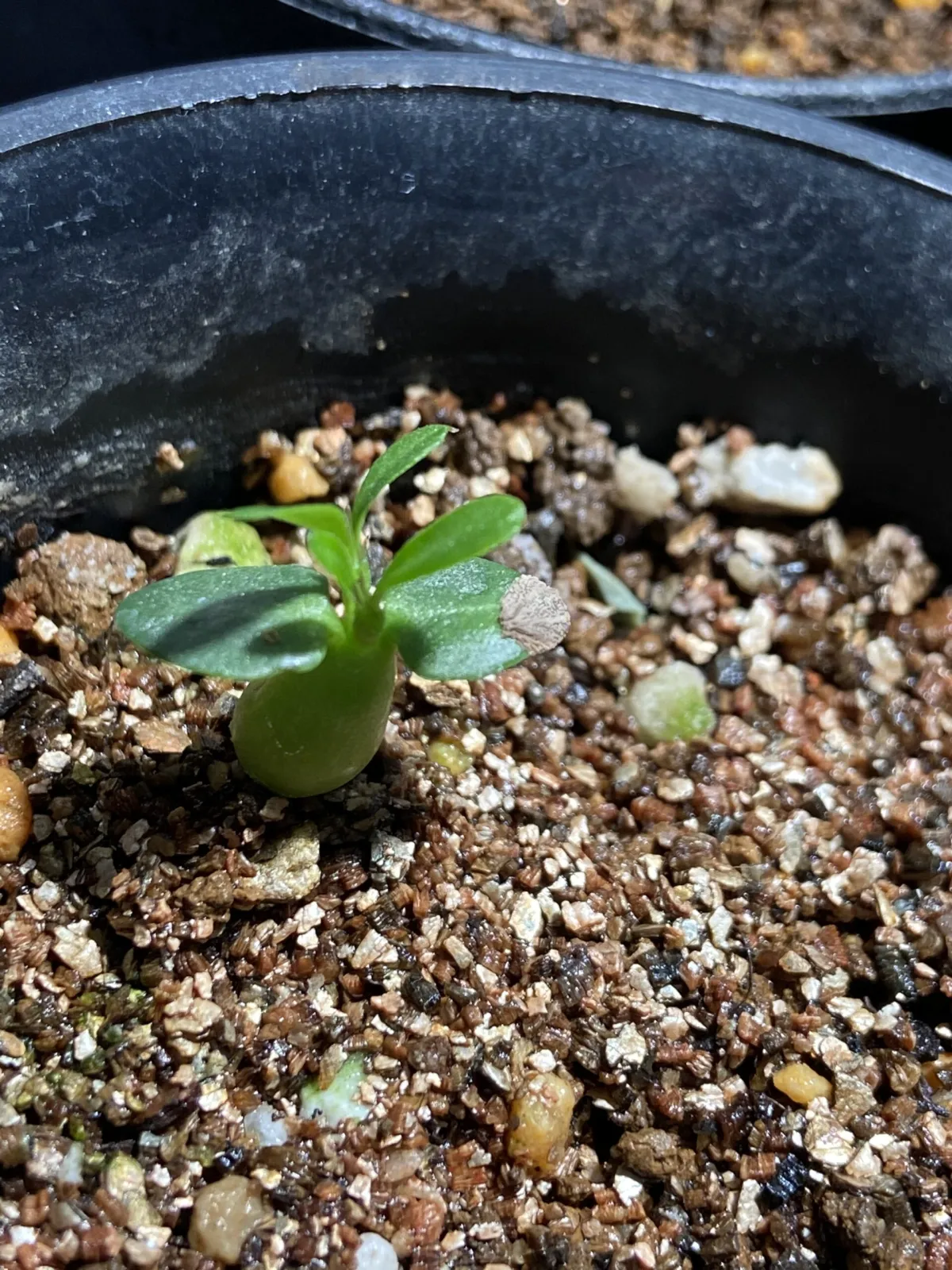 Pachypodium succulentum (パキポディウム サキュレンタム)