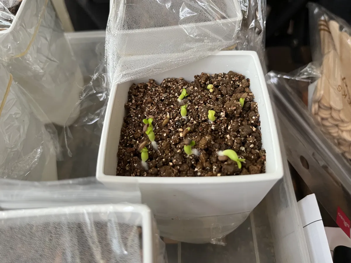 Pachypodium rosulatum var. gracilius (パキポディウム グラキリス)