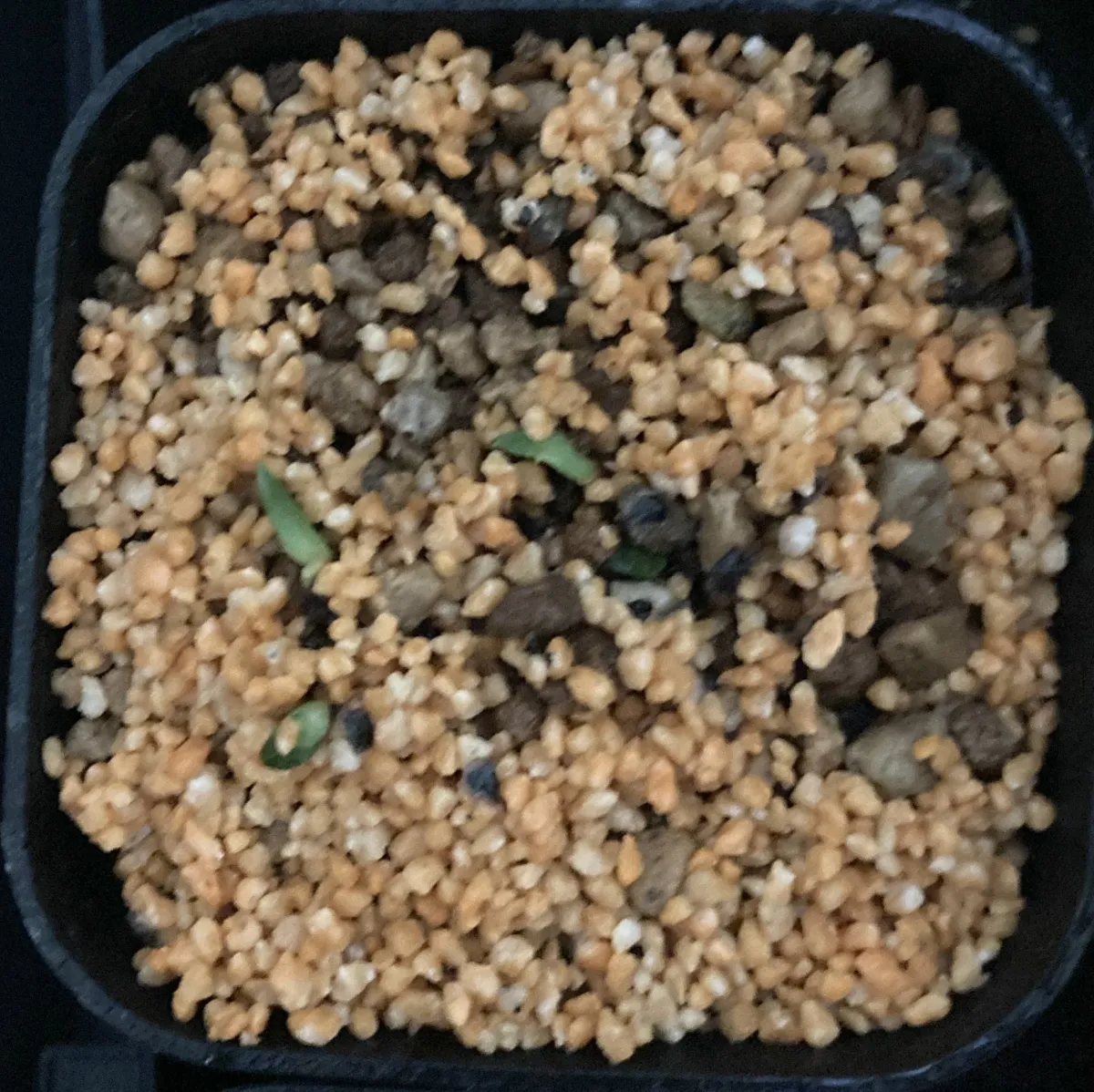 Aloe pratensis (アロエ プラテンシス)