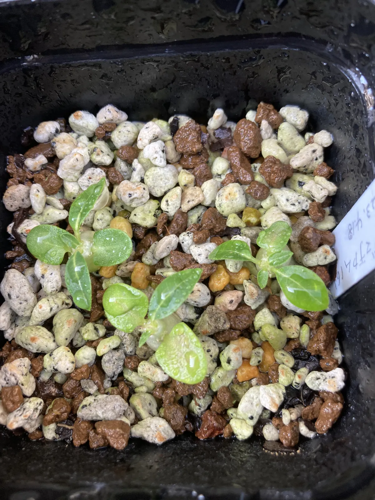 Pachypodium enigmaticum (パキポディウム エニグマチカム)