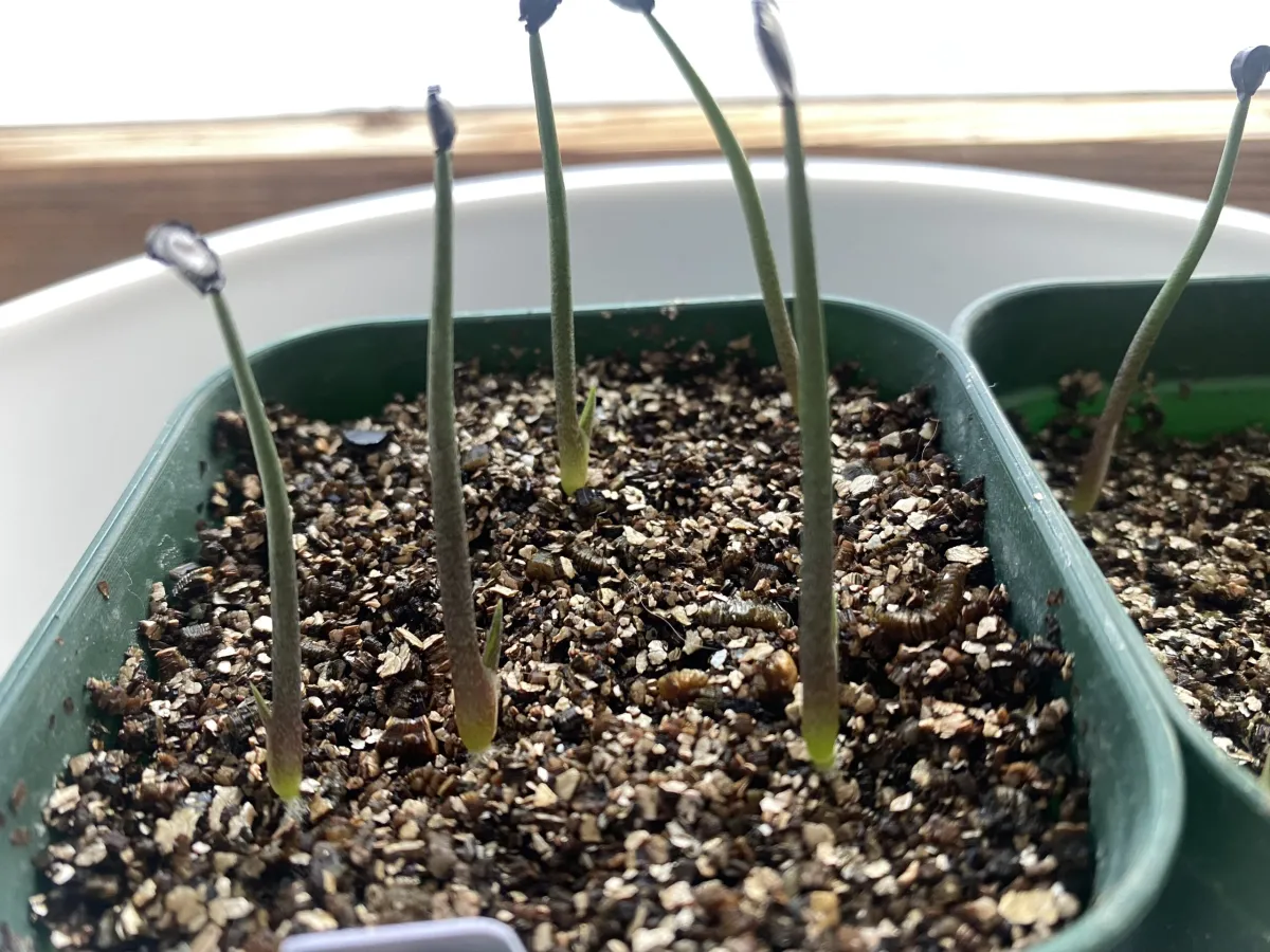 Agave guadalajarana (アガベ グアダラハラナ)