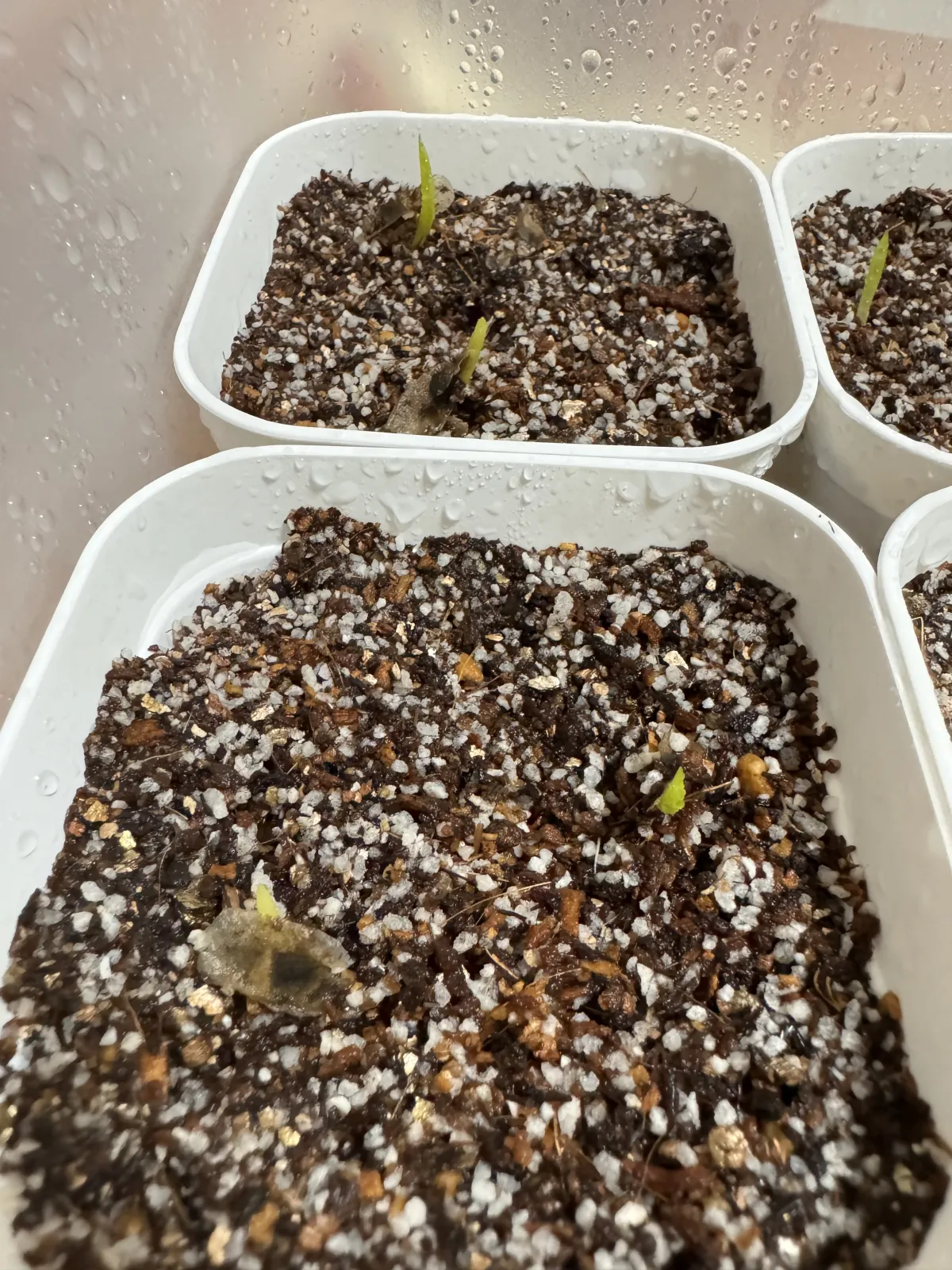 Aloe suzannae (アロエ スザンナエ)