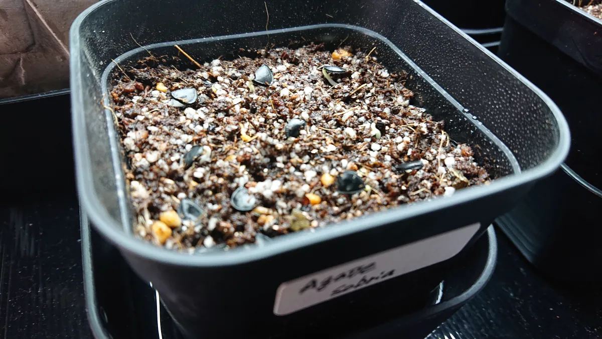 Agave sobria subsp. sobria (アガベ ソブリア)