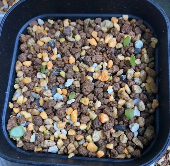 Aloe microstigma subsp. microstigma (アロエ ミクロスティグマ)