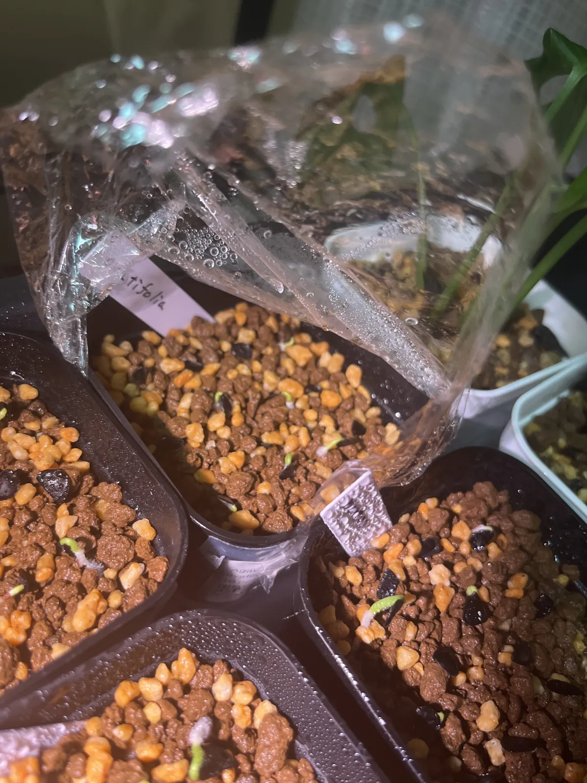 Agave ovatifolia (アガベ オバティフォリア)