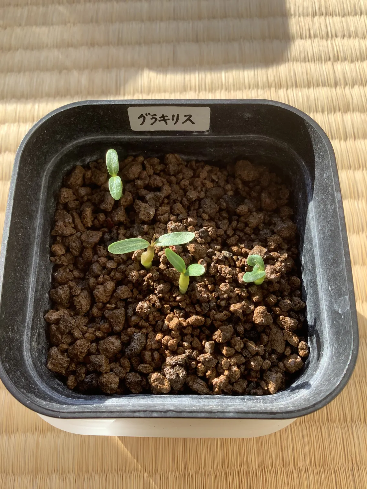 Pachypodium rosulatum var. gracilius (パキポディウム グラキリス)