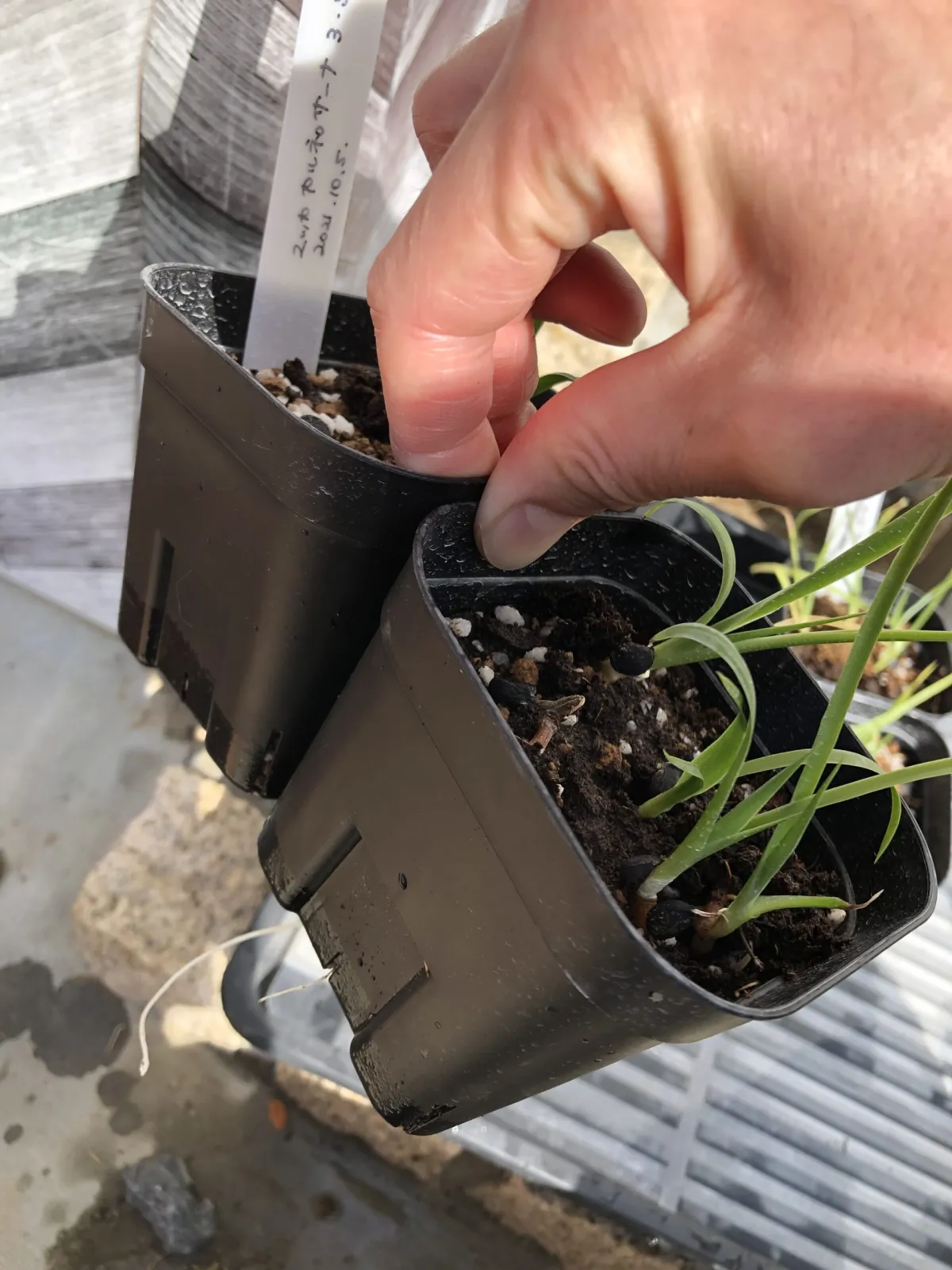 Yucca elata (ユッカ エラータ)