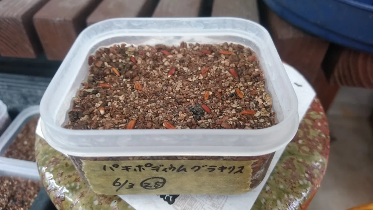 Pachypodium rosulatum var. gracilius (パキポディウム グラキリス)