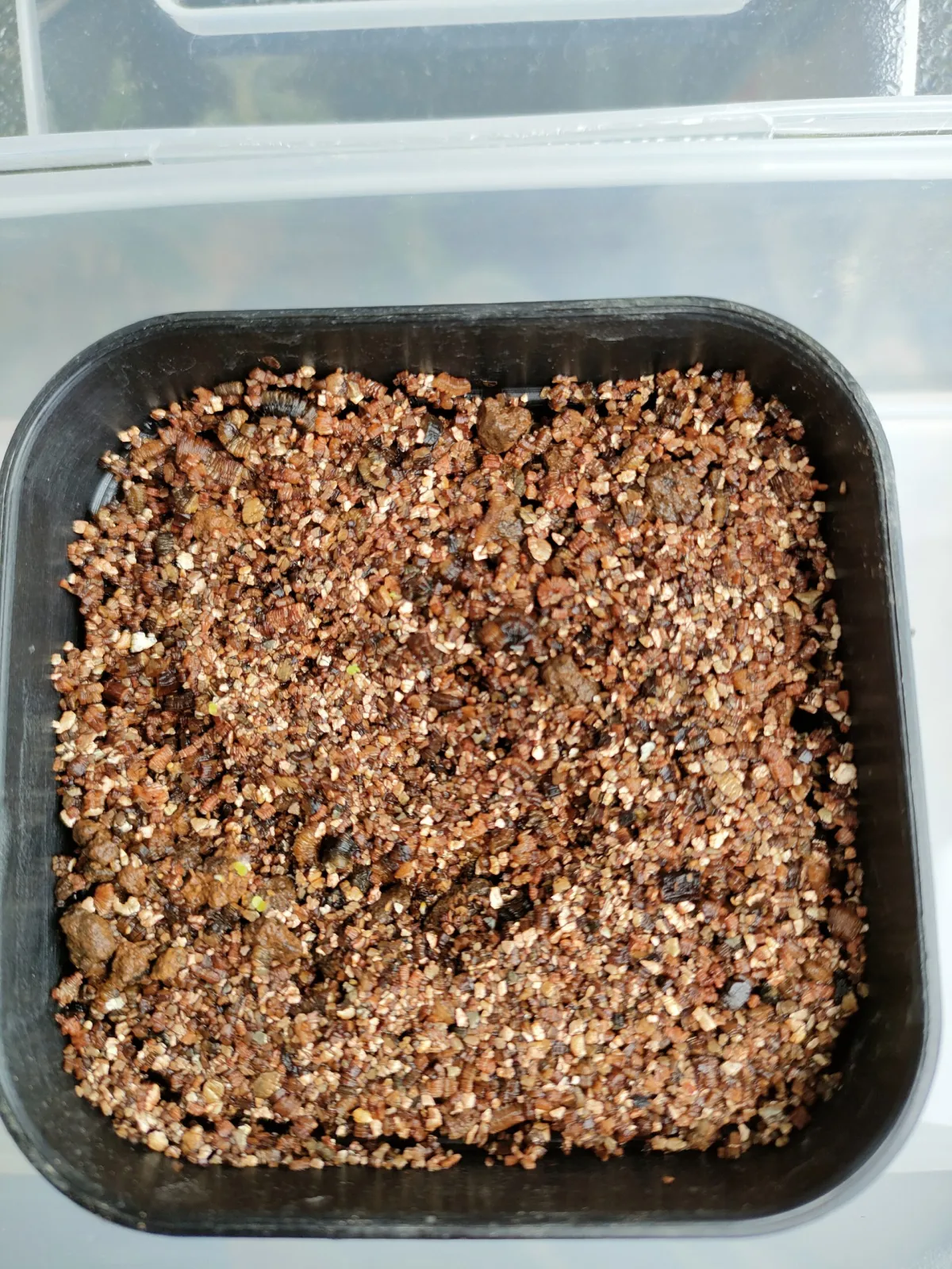 Tylecodon wallichii (ティレコドン ワリチー)