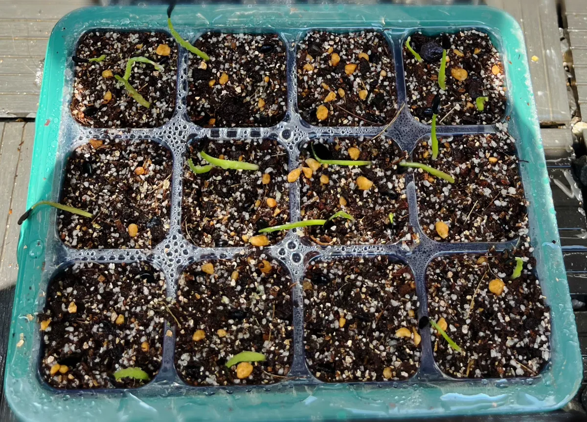 Agave potatorum Dwarf (アガベ ポタトラムドワーフ)