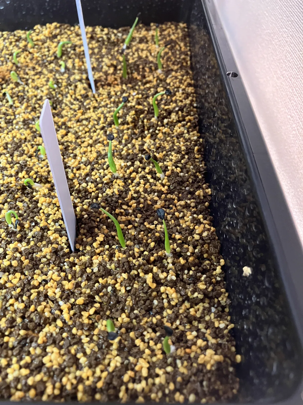 Agave utahensis var. eborispina (アガベ エボリスピナ)