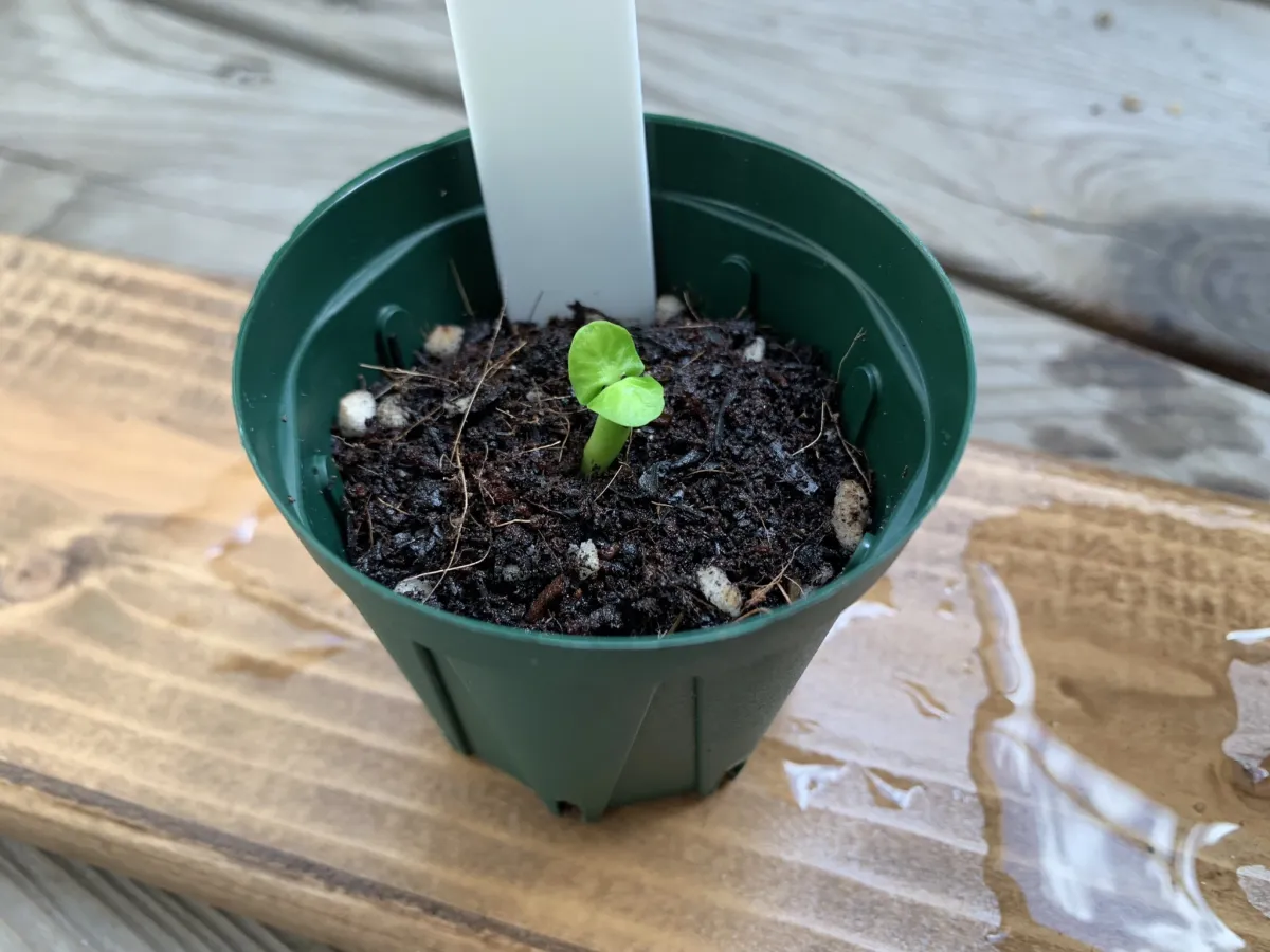 Fockea edulis (フォッケア 火星人)