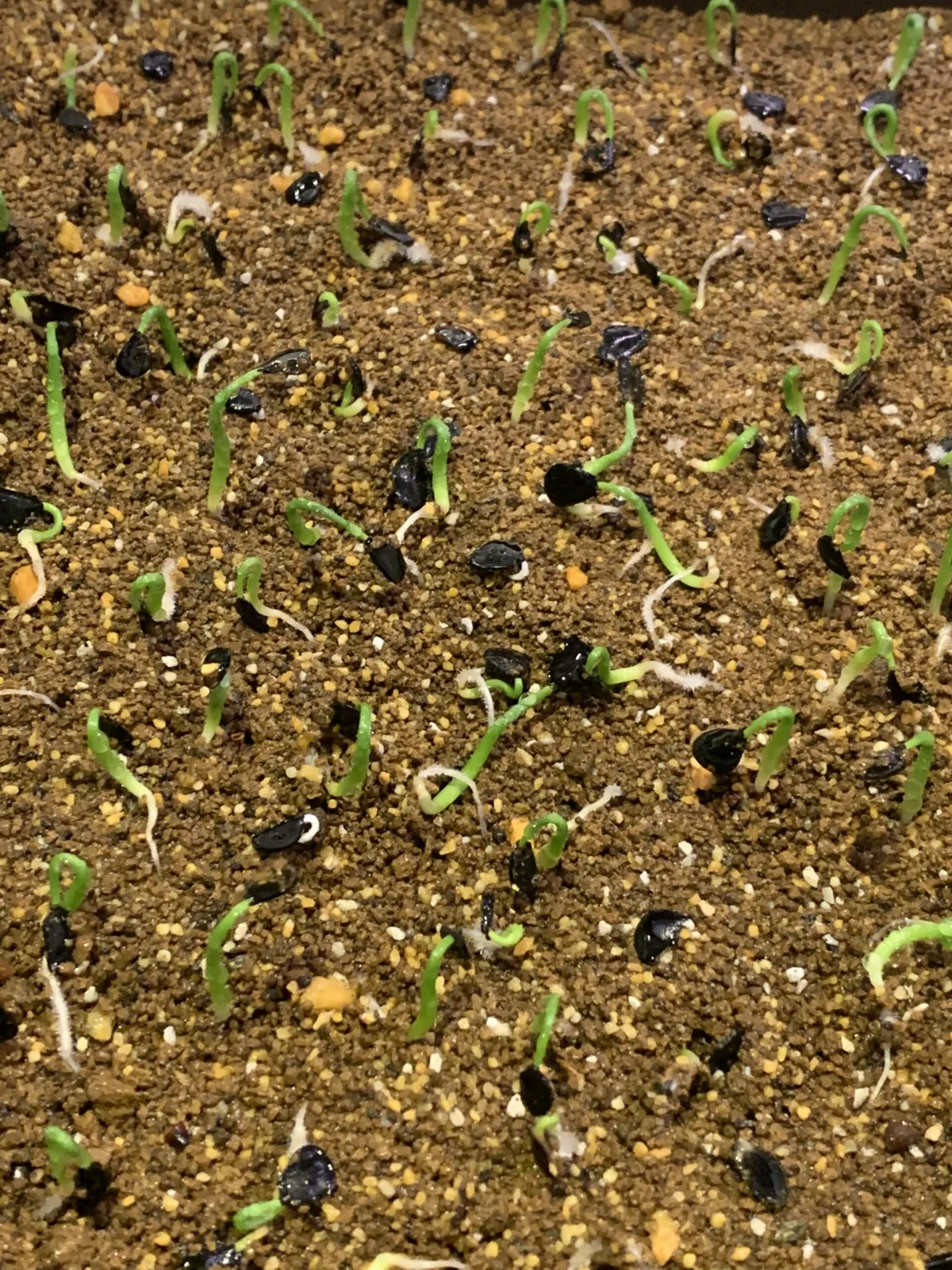 Agave parryi var. huachucensis 'Wakefield' (アガベ パリー ウェイクフィールド)