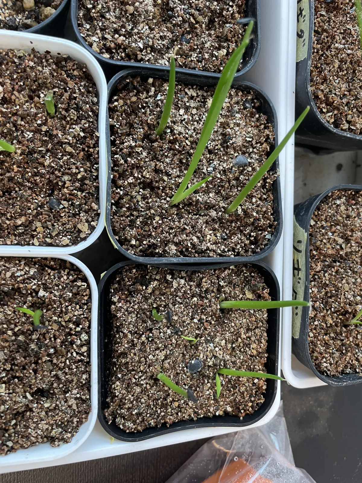 Agave americana var. franzosinii (アガベ フランゾシニー)