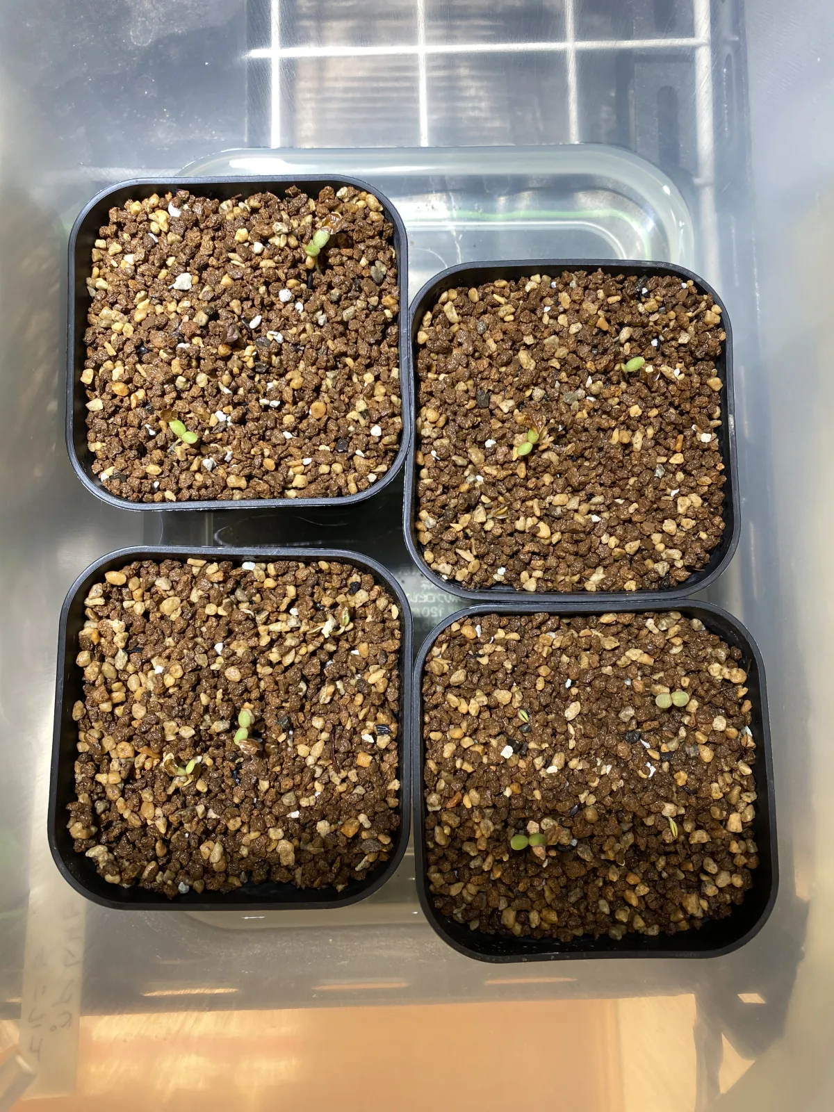 Ceraria pygmaea (ケラリア ピグマエア)