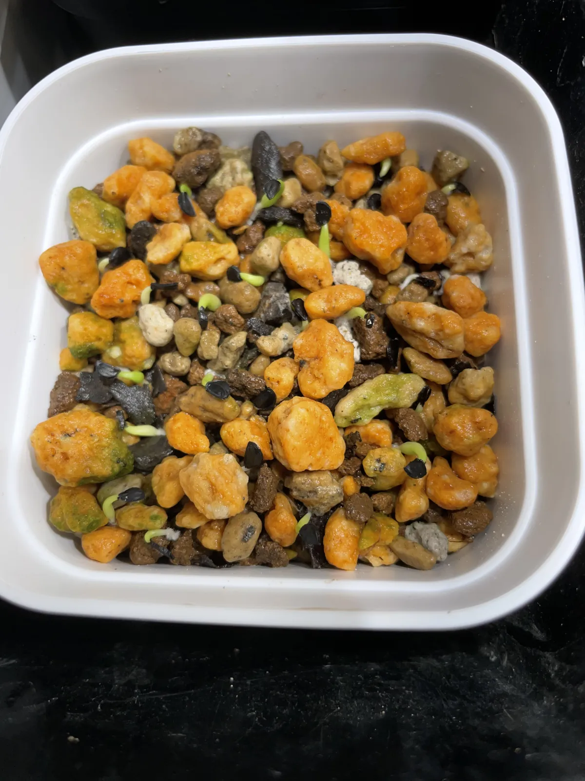 Agave titanota (アガベ チタノタ ドワーフ)