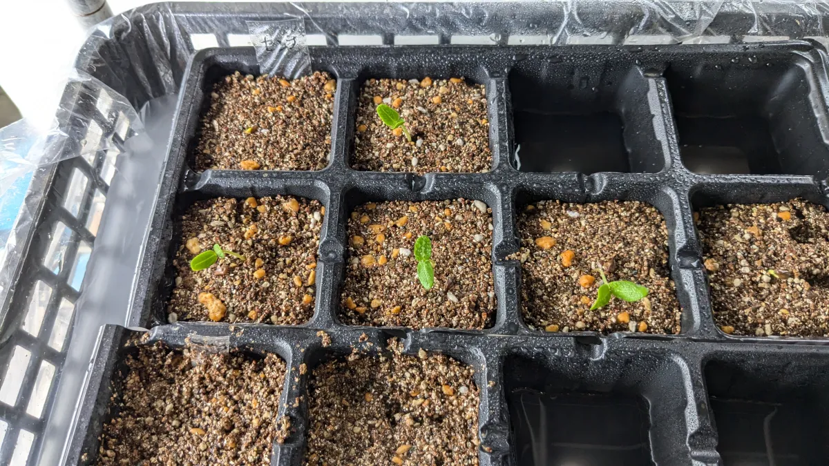 Senna meridionalis (センナ メリディオナリス)