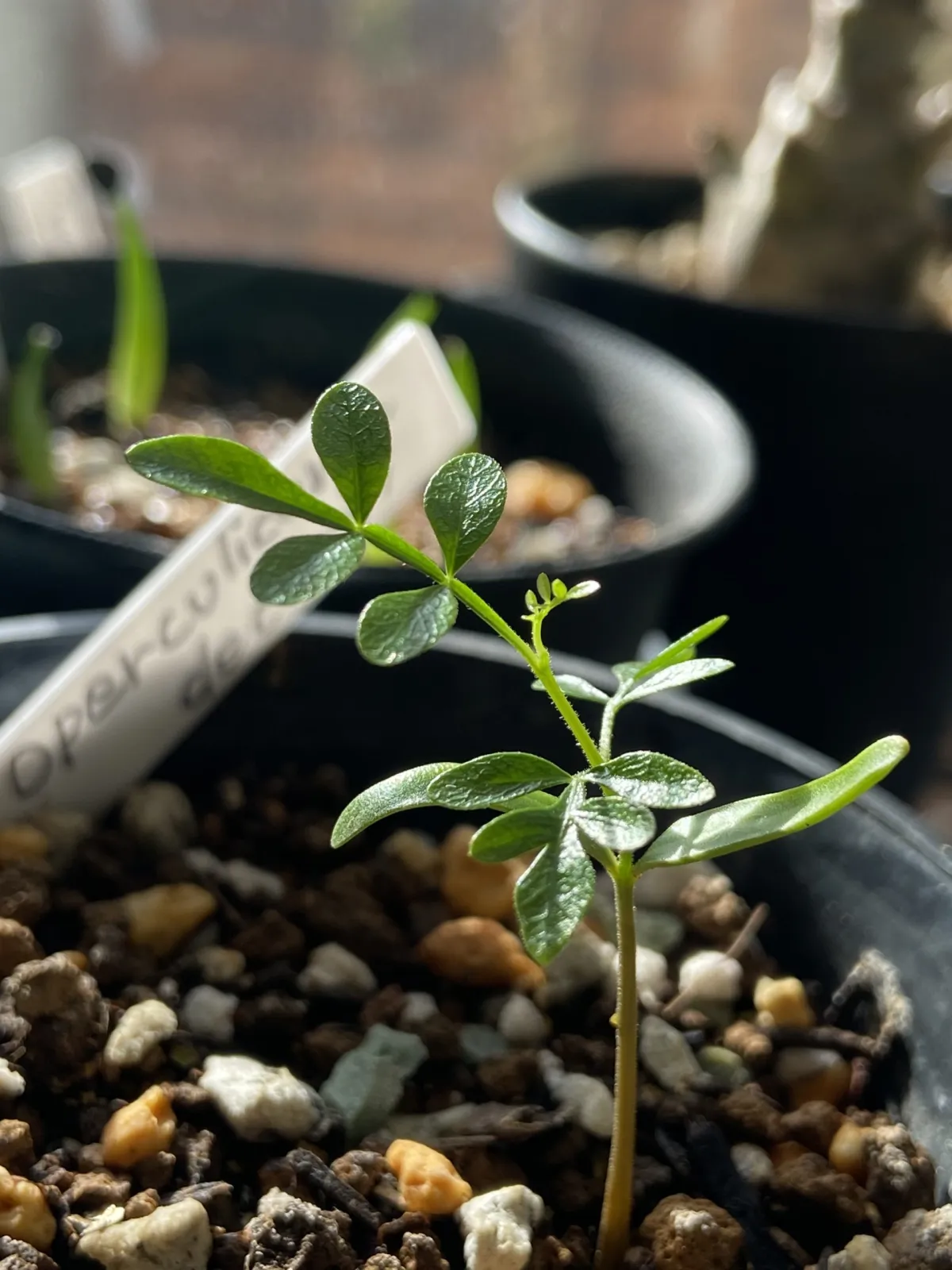 Operculicarya decaryi (オペルクリカリア デカリー)