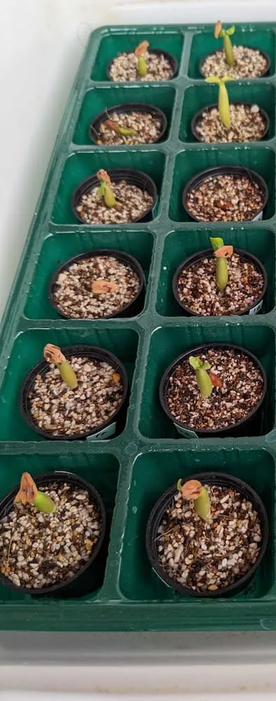 Adenium arabicum Rashiny (アデニウム アラビカム ラシニー)